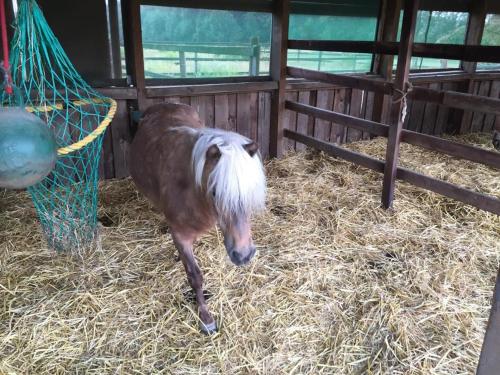 a brown horse standing in hay in a pen at NEU! Moderne FeWo in Bönen in Bönen