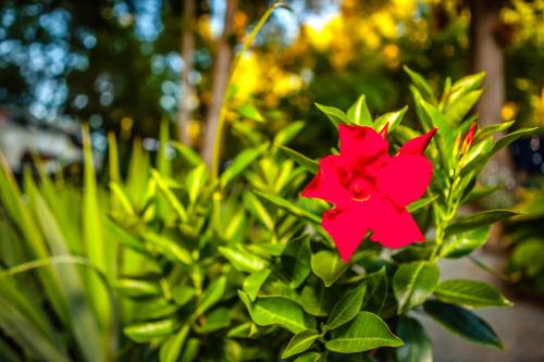 Ein Garten an der Unterkunft Nature Oasis Mar Suite