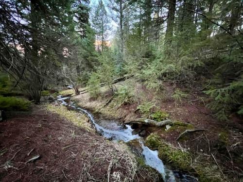 a stream in the middle of a forest at Pinebox at Evergreen Modern 20Acres -Serene-Creek in Evergreen