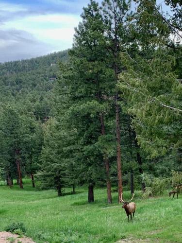 a horned animal standing in a field with trees at Pinebox at Evergreen Modern 20Acres -Serene-Creek in Evergreen