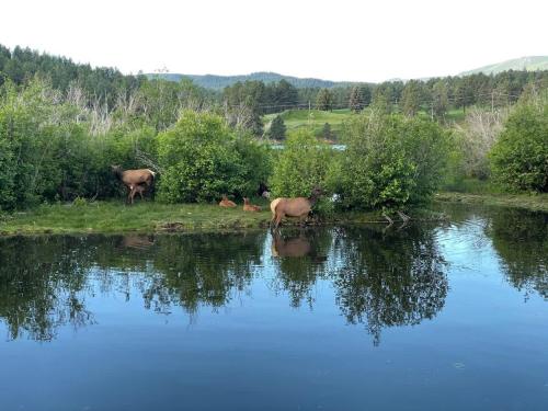 a couple of animals drinking water from a river at Pinebox at Evergreen Modern 20Acres -Serene-Creek in Evergreen