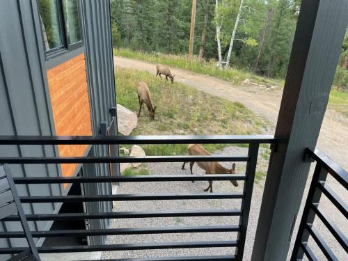 a view of animals grazing in a field from a window at Pinebox at Evergreen Modern 20Acres -Serene-Creek in Evergreen