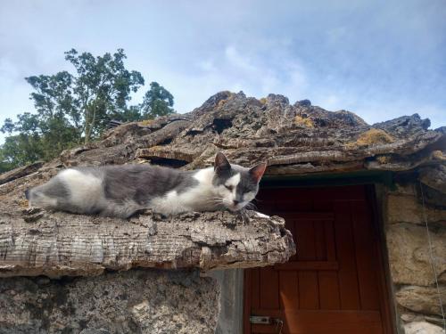 a cat laying on top of a stone building at Rifugio Ortobene in Nuoro