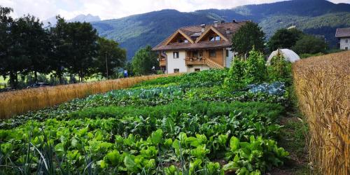 a house on a hill with a field of crops at Pension Panorama in Monguelfo