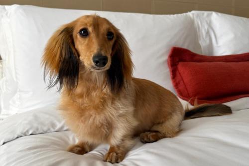a brown dog sitting on top of a bed at InterContinental São Paulo by IHG in Sao Paulo