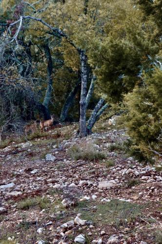 a dog standing in a field with trees at Breathtaking Views Hilltop for Couples Firepit in Canyon Lake