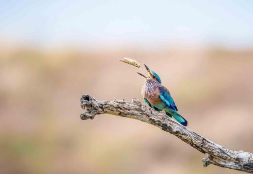 a colorful bird sitting on a tree branch at Safaria Lodge Wilpattu in Pahala Maragahawewa