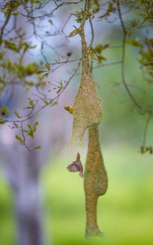 a bird feeder hanging from a tree branch at Safaria Lodge Wilpattu in Pahala Maragahawewa