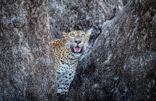 a jaguar with its mouth open standing between two rocks at Safaria Lodge Wilpattu in Pahala Maragahawewa