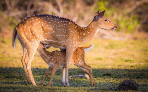 a mother deer with her baby in a field at Safaria Lodge Wilpattu in Pahala Maragahawewa
