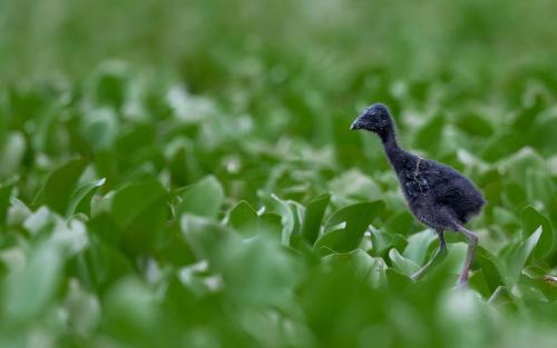 a small bird standing on a patch of green grass at Safaria Lodge Wilpattu in Pahala Maragahawewa