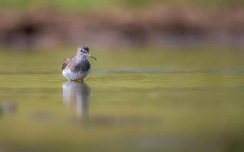 a bird is standing in the water at Safaria Lodge Wilpattu in Pahala Maragahawewa