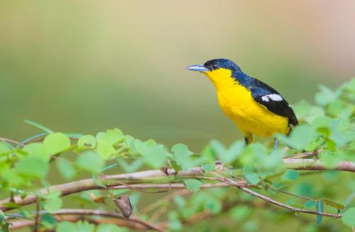 a yellow and black bird perched on a tree branch at Safaria Lodge Wilpattu in Pahala Maragahawewa