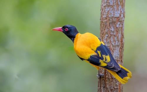 a yellow and black bird perched on a tree at Safaria Lodge Wilpattu in Pahala Maragahawewa