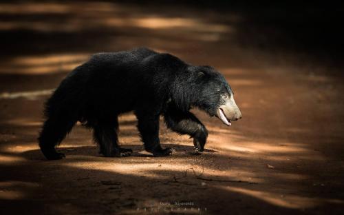 a black bear walking across a dirt road at Safaria Lodge Wilpattu in Pahala Maragahawewa