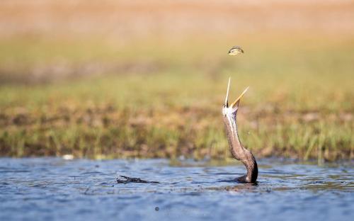 a bird standing in the water with a bird at Safaria Lodge Wilpattu in Pahala Maragahawewa