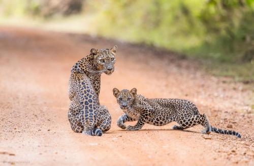 a group of three cheetahs sitting on a dirt road at Safaria Lodge Wilpattu in Pahala Maragahawewa