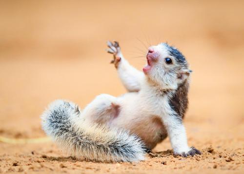 a squirrel standing on its back in the dirt at Safaria Lodge Wilpattu in Pahala Maragahawewa