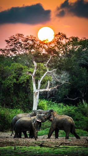 a group of three elephants standing in a field at Safaria Lodge Wilpattu in Pahala Maragahawewa