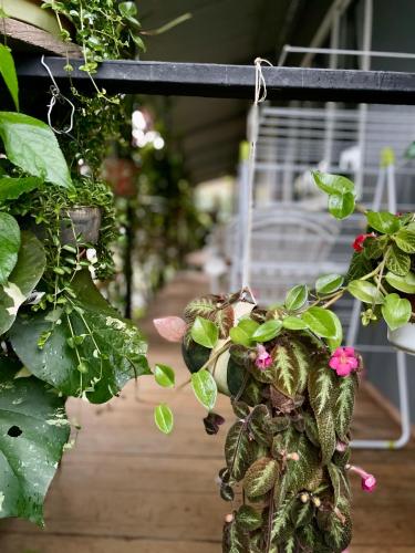 a bunch of plants hanging from a rack in a greenhouse at Apartamentos Equipados DMR #3 in Uvita