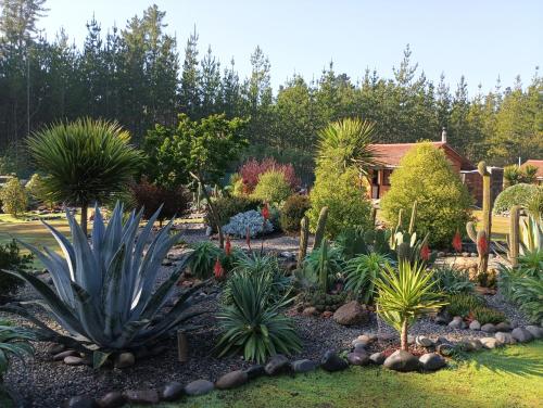 a garden with many different types of plants at Eco Cabañas Algarrobo in Algarrobo