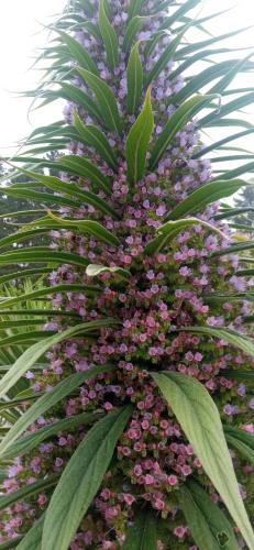 a plant with purple flowers and green leaves at Eco Cabañas Algarrobo in Algarrobo