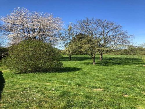two trees in a field with green grass at Glamping in Signy-l Abbaye in Signy-lʼAbbaye
