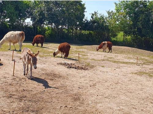 a group of cows grazing in a field at Holiday home in Ebeltoft with roof terrace in Ebeltoft