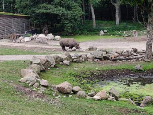 a elephant walking in a field next to a pond at Holiday home in Ebeltoft with roof terrace in Ebeltoft