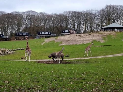 three giraffes and a rhino standing in a field at Holiday home in Ebeltoft with roof terrace in Ebeltoft