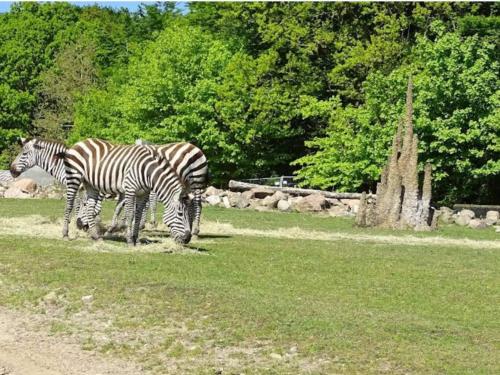 two zebras grazing in the grass in a field at Holiday home in Ebeltoft with roof terrace in Ebeltoft
