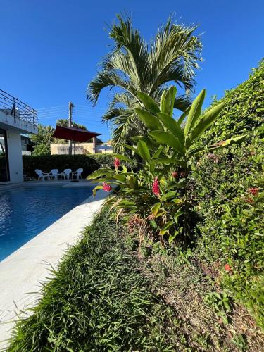 a palm tree sitting next to a swimming pool at Sunset Private Villa in Ricaurte in Llano del Pozo