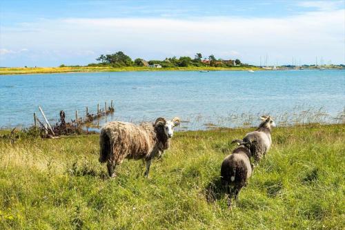 three sheep standing in the grass near a body of water at 20206-Samso-Haardmark-Mark-7 in Kolby Kås