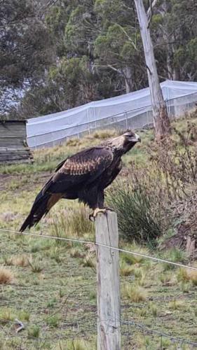 a bird perched on top of a fence post at Mount Rumney Escapes - 5 Seaview Kangaroo House in Mount Rumney