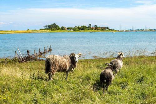 three sheep standing in the grass near a body of water at 20420-Samso-Alstrup-15-C in Toftebjerg