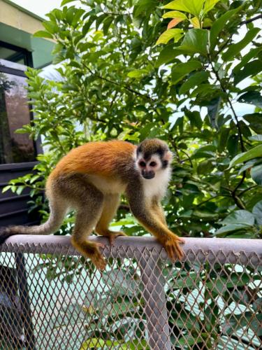 a monkey is standing on a fence at Luciérnaga Apartments in Quepos