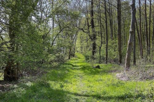 a path in the woods with green grass and trees at AE237-Aeroskobing-Hanses-Ager-19 in Ærøskøbing