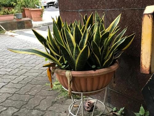 a plant in a pot sitting on the side of a street at Lai Ming Hotel Cosmoland in Singapore