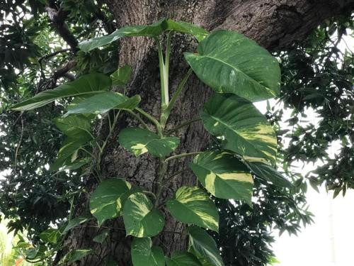 a green plant growing on the side of a tree at Lai Ming Hotel Cosmoland in Singapore