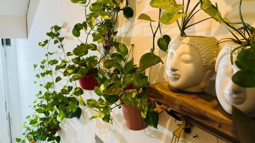 a shelf with a bunch of potted plants on it at Pushkar Stay in Varanasi