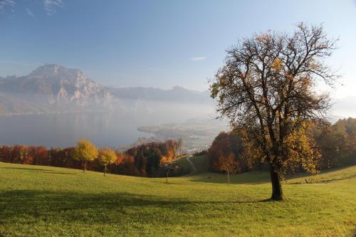 a tree on a hill with a view of a lake at Villa Leni - Premium Apartments in Bad Ischl