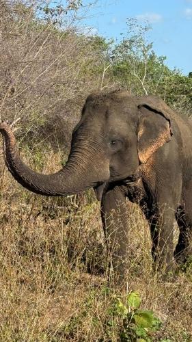 キャンプ場の敷地内または近くにいる動物