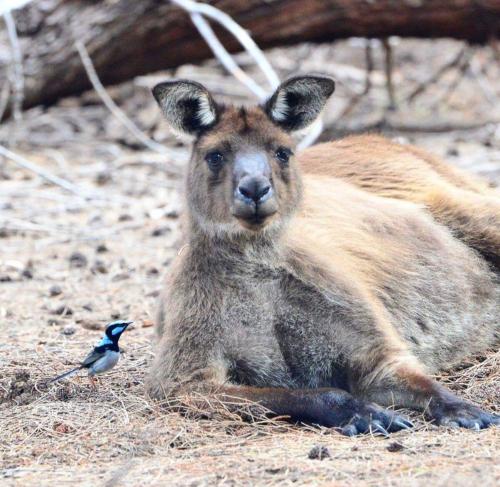 a kangaroo sitting on the ground next to a bird at Penny Shack - Incredible sea views and just two minutes to the ferry in Penneshaw