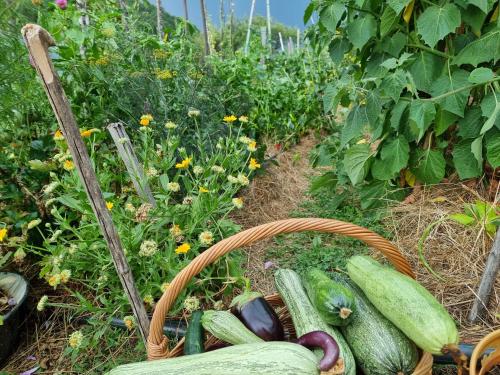 a basket full of vegetables in a garden at Country House Sunčev breg in Bara Slatina