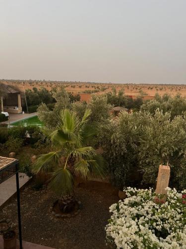 a garden with a palm tree and some flowers at Tigmmi N Usnful in Amizmiz