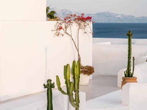 a white room with cacti and plants on the floor at Mykonos Blu, A Grecotel Resort to Live in Psarou