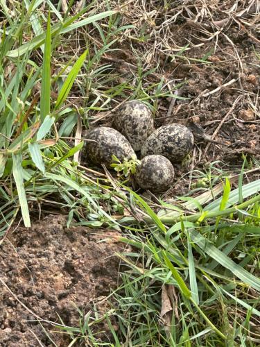 three eggs sitting on the ground in the grass at White Win Villa in Elewala