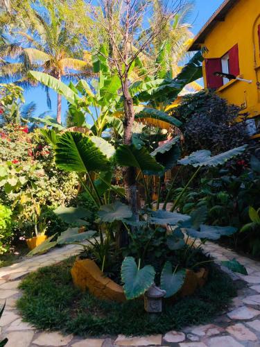 a small tree in a garden with plants at Hotel LE BOEUF in Mandriankeniheny