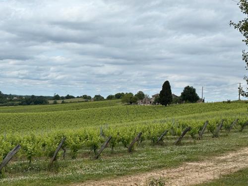a field of crops with a fence in the foreground at La Maison de Romain in Puycelci