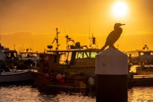 a bird sitting on top of a post in the water at Poole Quay Apartment - Perfect Location - Beatiful Roof Terrace - Free Parking in Poole